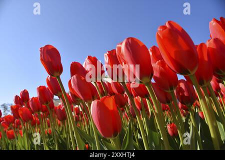 Den Helder, pays-Bas. 30 avril 2022. Champs de tulipes fleuris, vus du point de vue d'une grenouille Banque D'Images