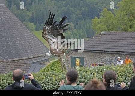 Griffon Vautour (Gyps fulvus), vol, château de Hohenwerfen, Salzburger Land, Autriche, Europe Banque D'Images