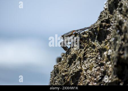 Crabe sur un rocher, Reserva Natural Cabo Blanco, Costa Rica, Amérique centrale Banque D'Images