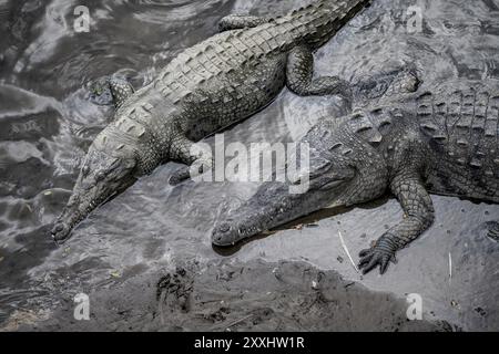 Crocodile américain (Crocodylus acutus) nageant dans l'eau, par le haut, Rio Tarcoles, Parc National de Carara, Province de Puntarenas, Costa Rica, Central Banque D'Images