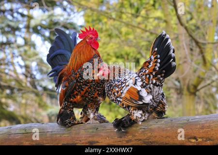 Paire Bantam sur un poteau. Bantam sur un poteau Banque D'Images