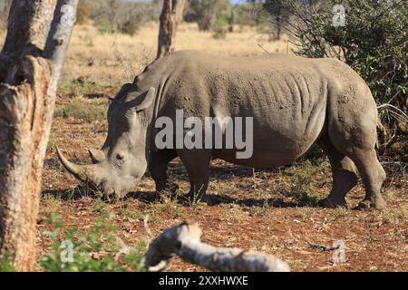 Rhinocéros blanc à la recherche de nourriture Banque D'Images