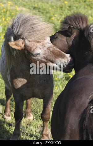 Poney Shetland Banque D'Images