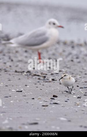 Sanderling (Calidris alba) recherche sur la plage. Sanderling (Calidris alba) longeant la côte Banque D'Images