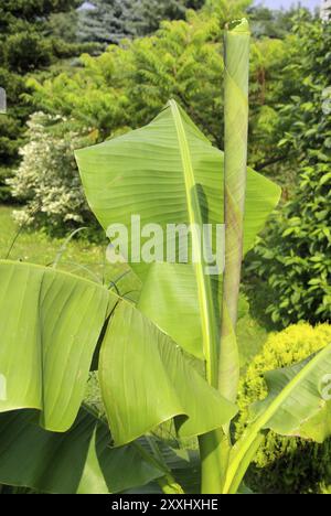 Bananier, bananier Banque D'Images