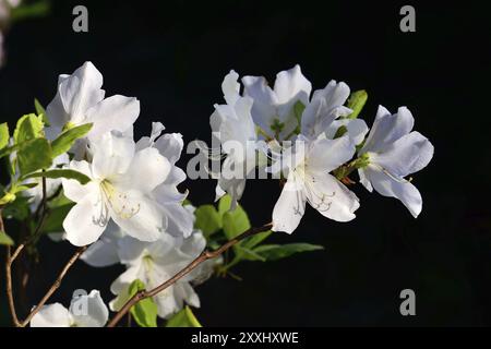 Rhododendron schlippenbachii. Belles fleurs blanches closeup Banque D'Images