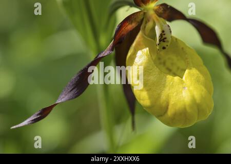 Pantoufle de dame européenne, orchidée de pantoufle de dame jaune, Cypripedium calceolus (anglais : Lady's Slipper Orchid), Norrbotten, Suède, juin 2014, Europe Banque D'Images