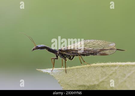 Kamelhalsfliege, Snakeflies, Raphidioptera Banque D'Images