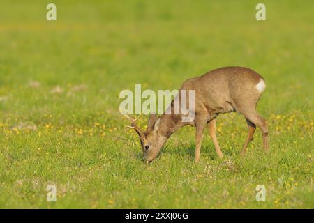 Roebuck au printemps, Capreolus capreolus, Allemagne, Europe Banque D'Images