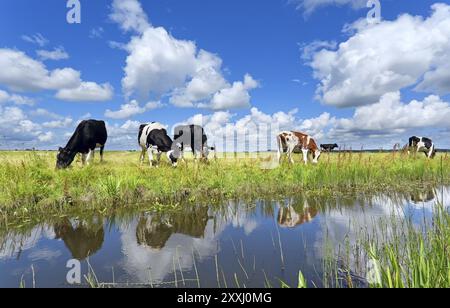 Vaches sur les pâturages par la rivière au-dessus du ciel bleu en été Banque D'Images