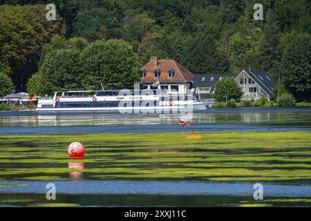 Tapis vert de plantes sur le lac Baldeney à Essen, plante aquatique proliférante Elodea, waterweed, une espèce envahissante, la plante aquatique à croissance rapide p Banque D'Images