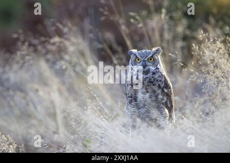 Virginia-Uhu, Bubo virginianus, Grande chouette à cornes Banque D'Images