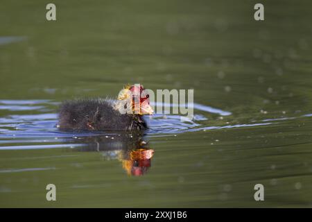 Blaesshuhn, Fulica atra, coot eurasien Banque D'Images