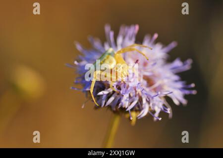 Fleur de la montagne Sanddrop avec crabe Spider.Sanddrop fleur en Saxe. Macro de Jasione montana avec araignée crabe Banque D'Images