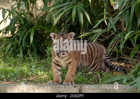 Jeune tigre de Sumatra en plein air regardant la caméra, Panthera tigris sondaica Banque D'Images