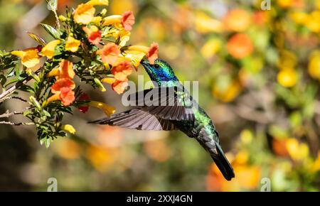 Gros plan de petit colibri Violetear se nourrissant de nectar de fleurs orangées, Panama Banque D'Images