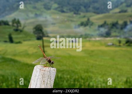 Paysage avec des champs en terrasses de riz vert et jaune et un insecte près de Sapa dans le nord du Vietnam Banque D'Images