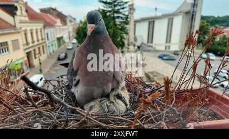 Une colombe nourrissant un pigeon de deux jours. La vie des pigeons dans la ville Banque D'Images