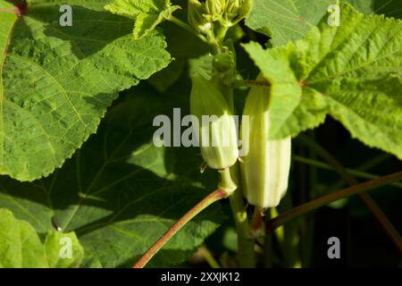 Légume d'okra frais sur la plante dans le jardin. Gros plan de légume vert. Banque D'Images