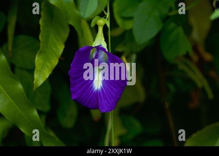 Fleur de Clitoria ternatea poussant dans la nature. Pigeonwings asiatiques. Bluebellvine. Pois bleu. Pois papillon. Banque D'Images