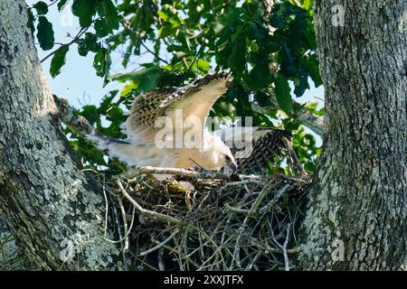 Poulet Harpy Eagle de 4 mois, Harpia harpyja, faisant de l'exercice de vol dans le nid, Alta Floresta, Amazonie, Brésil Banque D'Images