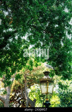 Magnifique et paisible scène de parc avec une végétation luxuriante à côté de Street Lamp Banque D'Images