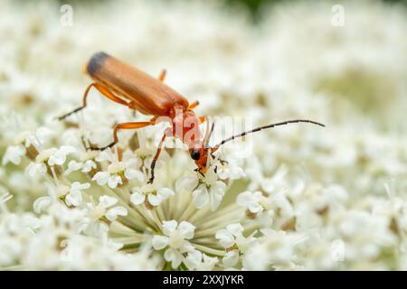 Coléoptère soldat rouge commun - Rhagonycha fulva, petit beau coléoptère orange et jaune des prairies et jardins européens, République tchèque. Banque D'Images