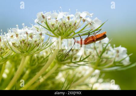 Coléoptère soldat rouge commun - Rhagonycha fulva, petit beau coléoptère orange et jaune des prairies et jardins européens, République tchèque. Banque D'Images