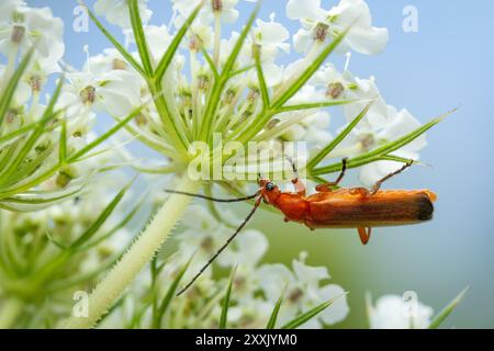 Coléoptère soldat rouge commun - Rhagonycha fulva, petit beau coléoptère orange et jaune des prairies et jardins européens, République tchèque. Banque D'Images