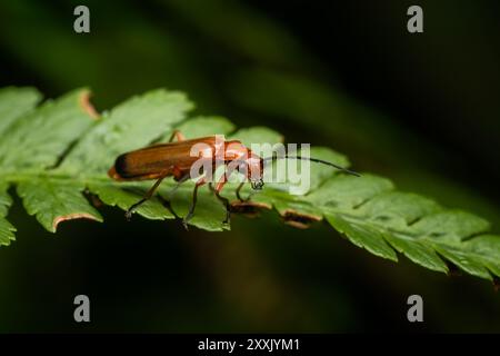 Coléoptère soldat rouge commun - Rhagonycha fulva, petit beau coléoptère orange et jaune des prairies et jardins européens, République tchèque. Banque D'Images