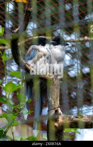 Une pie aux ailes Azur perchée dans un arbre. Cet oiseau social se nourrit d'insectes, de fruits, de graines et de petits vertébrés. Banque D'Images