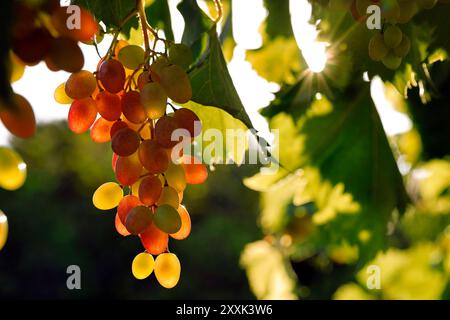 grappe de raisins mûrissants sur une vigne, vitis vinifera dans le soleil du soir dans le vignoble Banque D'Images