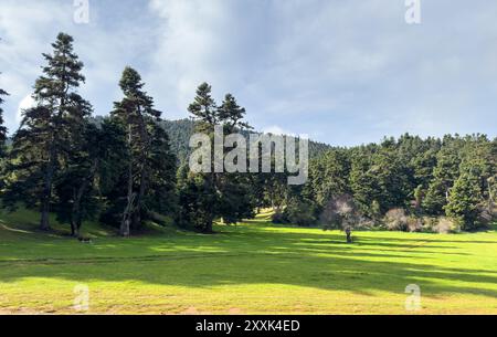 Clairière forestière parmi les sapins dans les montagnes, ciel nuageux bleu et prairie d'herbe verte alpine, saison d'été Banque D'Images