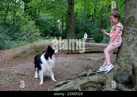 Enfant jetant un bâton pour chien Border Collie animal de compagnie dans les bois Banque D'Images