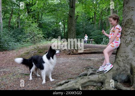 Enfant jetant un bâton pour chien Border Collie animal de compagnie dans les bois Banque D'Images