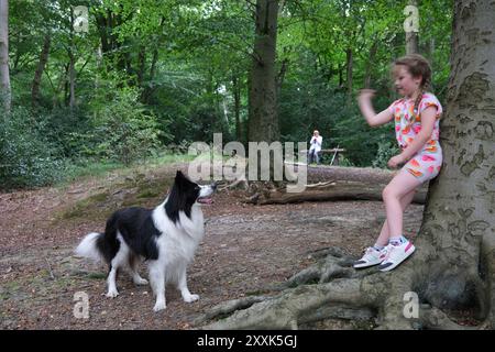 Enfant jetant un bâton pour chien Border Collie animal de compagnie dans les bois Banque D'Images