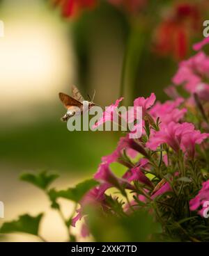 Un bourdonnement commun, un colibri polonais, buvant du nectar de géraniums, de surfinias et de supertunia vista. Banque D'Images