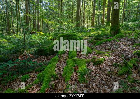 Un beau tronc d'arbre ancien couvert de mousse Schwarzenbach route circulaire du barrage, Forêt Noire. Baden Württemberg, Allemagne, Europe Banque D'Images