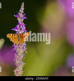 Monarque organge papillon sur plante violet rose Banque D'Images