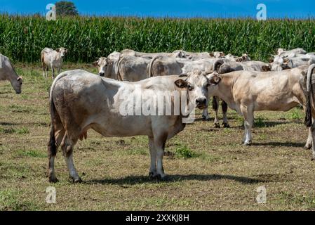 Vaches Fassona qui paissent dans la campagne italienne de la vallée du po, Cuneo, Piémont, Italie avec des champs de maïs Banque D'Images
