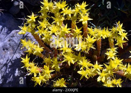 Fleurs jaunes de roche de mousse d'or, (Sedum acre) poussant sur la roche calcaire Banque D'Images