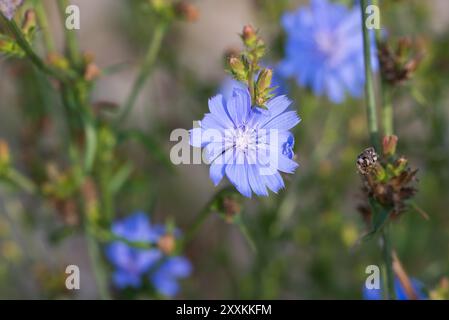 Chicorée commune, Cichorium intybus bleu fleurs d'été gros plan sélectif Banque D'Images