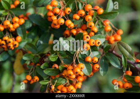 Écarlate firethorn, Pyracantha coccinea M. Roem Red Berry gros plan sélectif Banque D'Images