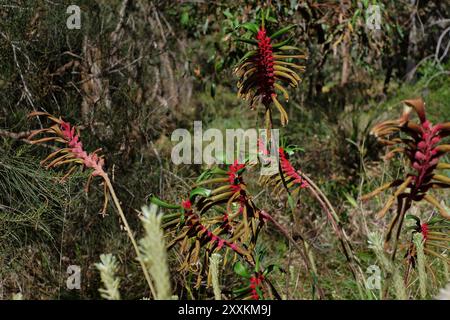 Patte de kangourou, Macropidia fulginosa une plante indigène de l'Australie occidentale poussant à l'état sauvage dans un environnement naturel à Kings Park, Perth, Australie occidentale Banque D'Images