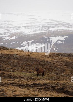 Un seul cheval se tient seul sur un paysage accidenté avec des taches de neige sporadiques, encadrées par de vastes montagnes, capturant l'essence de la solitude dans un sauvage, n Banque D'Images