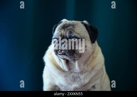 Grumpy Pug avec un visage très triste Banque D'Images