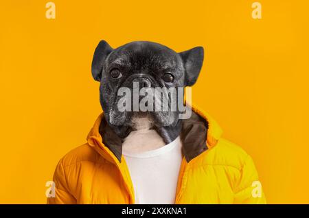 Élégant bouledogue français pose en veste orange sur fond jaune Banque D'Images