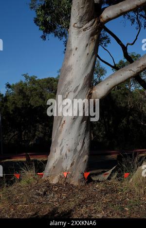 Un tronc massif d'eucalyptus d'une avenue d'eucalyptus le long de Kings Park Road à West Perth, Australie occidentale Banque D'Images