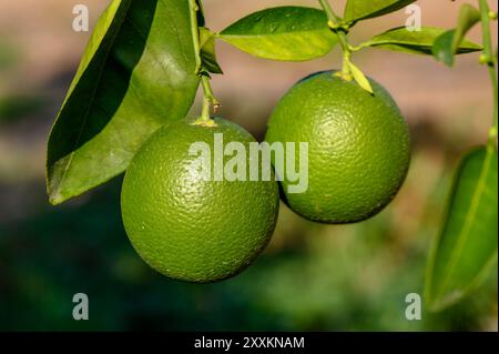 Gros plan d'oranges vertes sur la branche d'arbre - agrumes frais poussant dans un verger naturel Banque D'Images