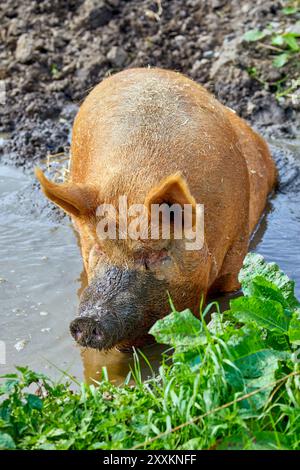 Race Tamworth sow pig se vautrer dans la boue Banque D'Images